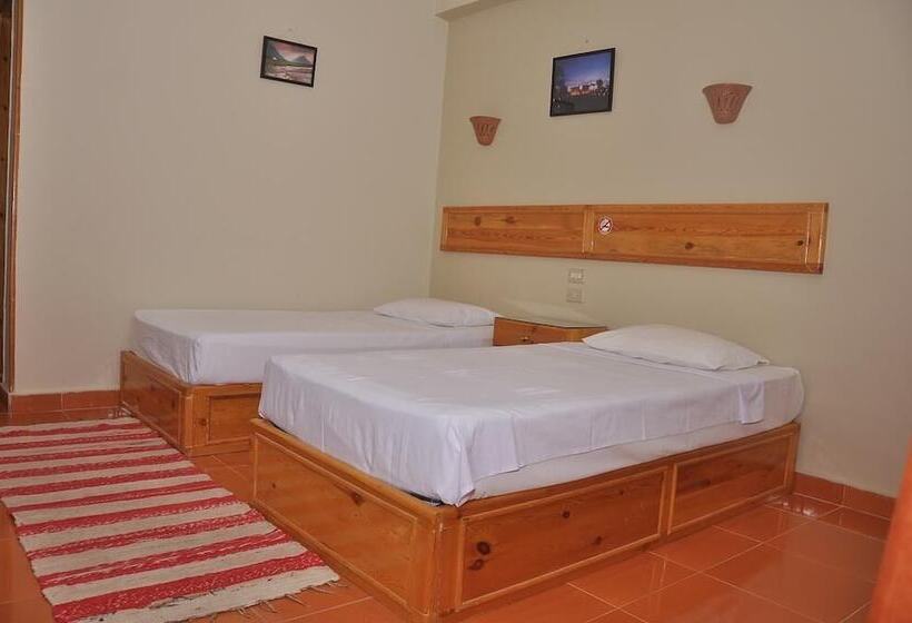 اتاق استاندارد, Ali Baba Safaga