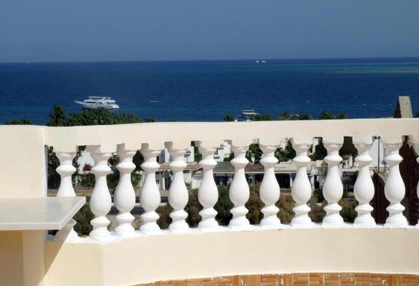 اتاق اکونومی, Ali Baba Safaga