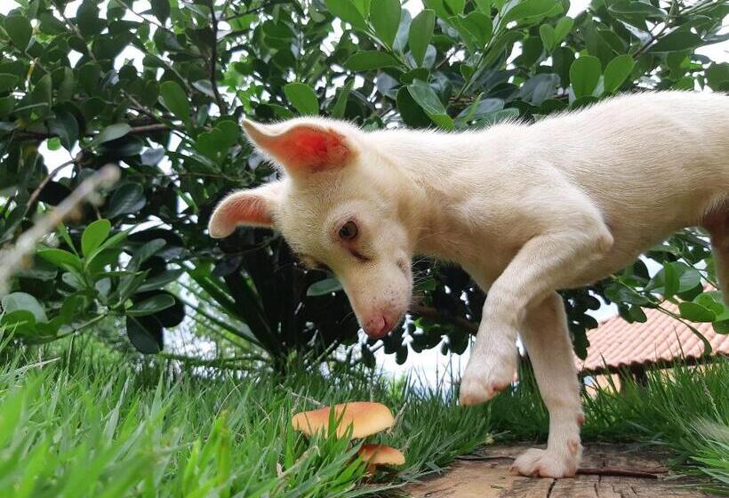 デラックススイート, Pousada Residência Balestra