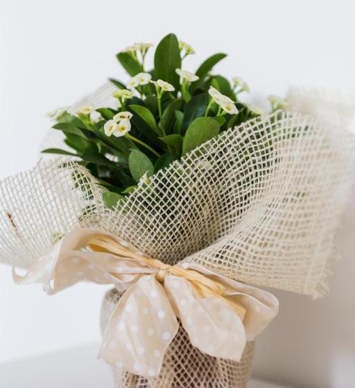 غرفة قياسية فردية, Dolce Dormire Civitanova