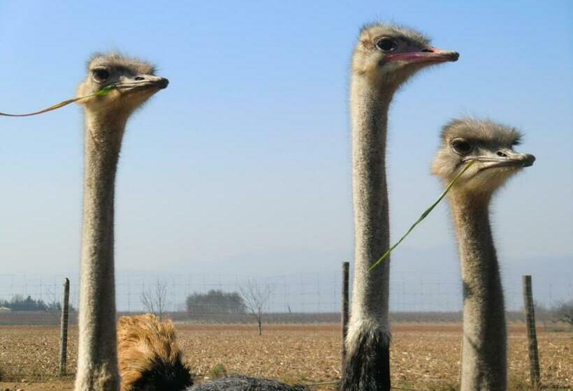 غرفة قياسية, Les Roulottes Gîtes De La Ferme De L Autruche Dromoise