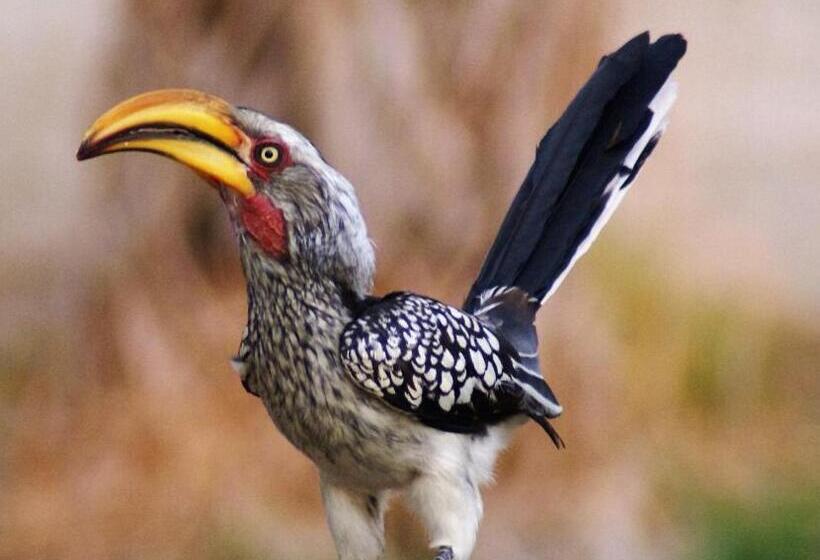 Quarto Estandar, Camp Mara