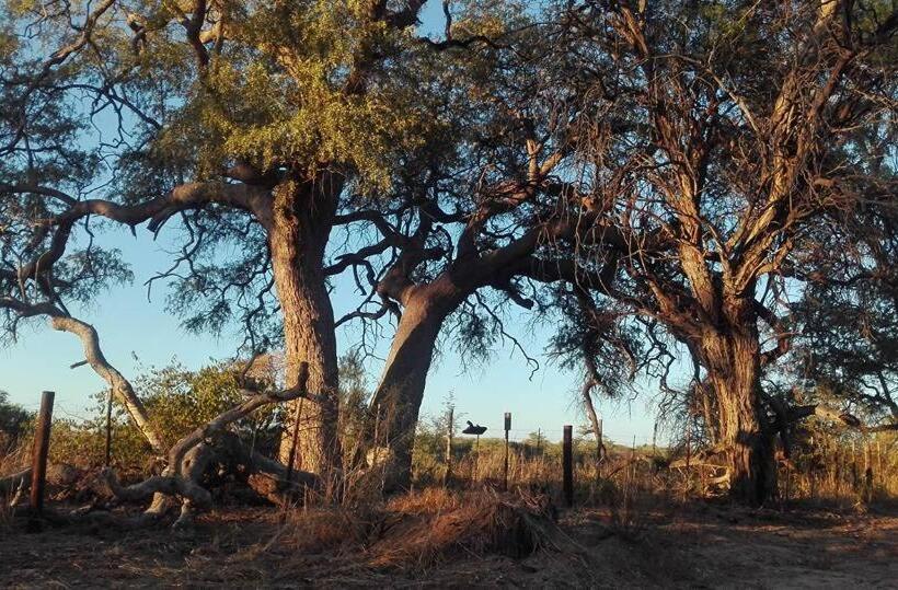 Tenda Padrão, Camp Mara
