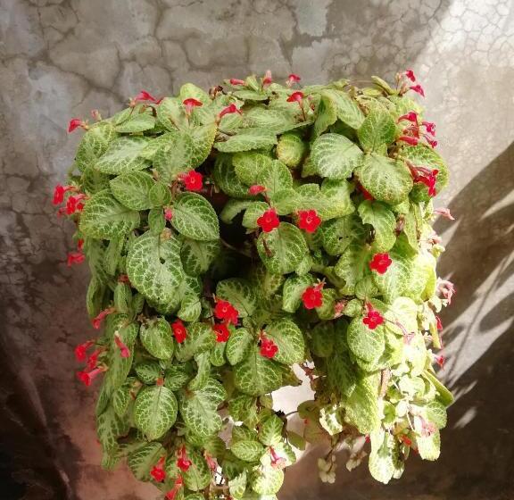 豪华房间, Mango Villa 703