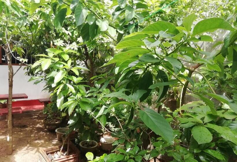 豪华房间, Mango Villa 703