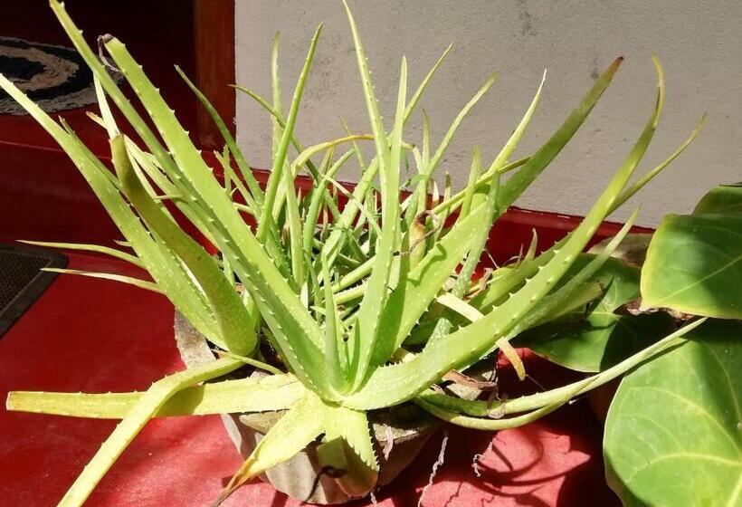 豪华房间, Mango Villa 703