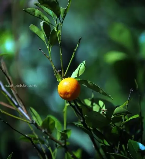 Standard-huone Parveke, Dew Drops Farm Resorts