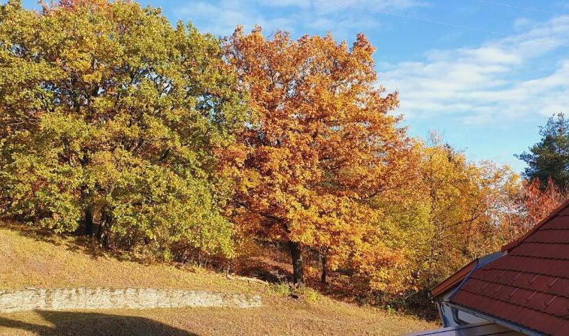 شقة غرفة واحدة مزودة بتراس, Rudolf Vendégház