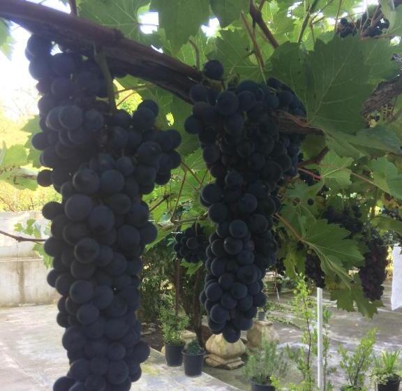 اتاق استاندارد با چشم‌انداز باغ, Giorgi's Homestay