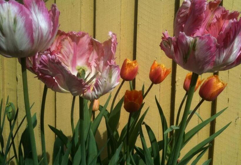 Ortak Banyolu Standart Oda, Pensionat Ankargården